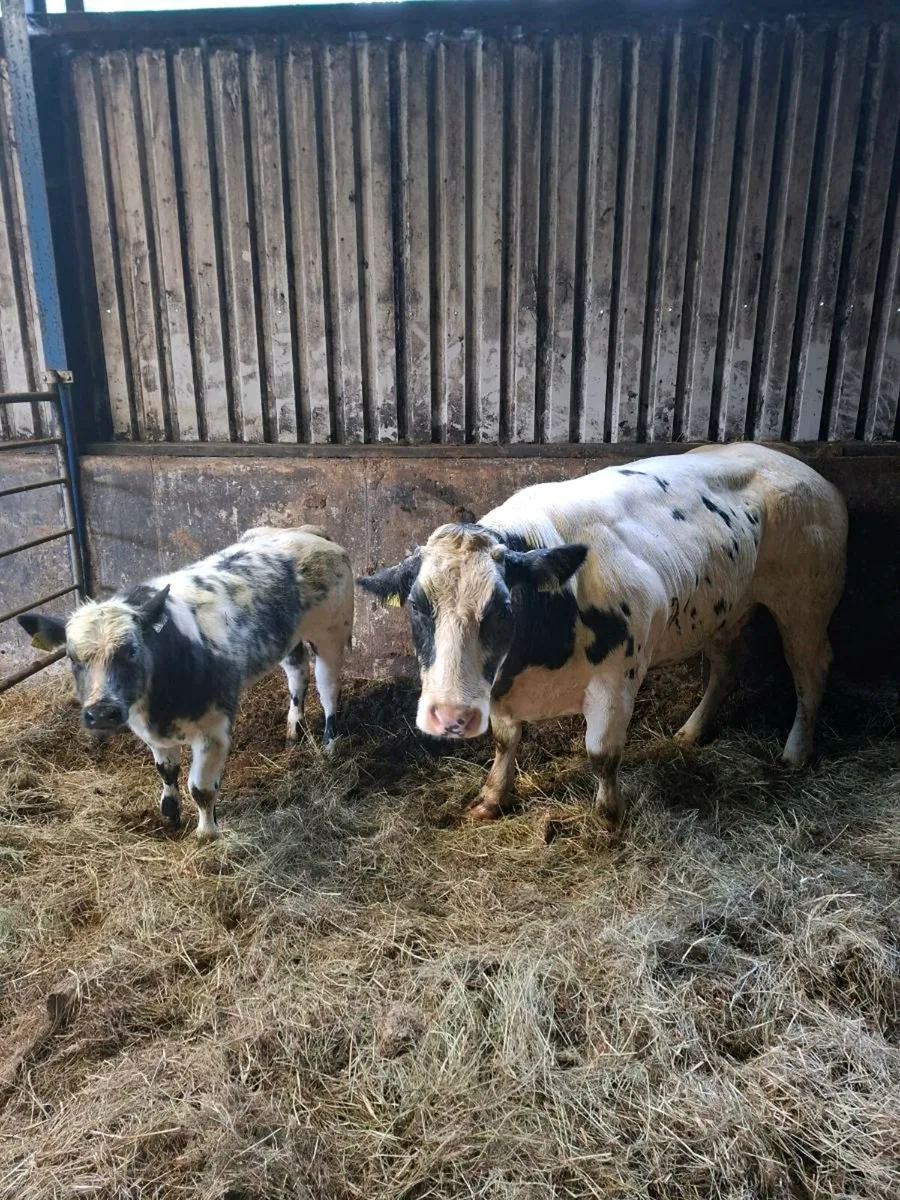 SHOW SUCKLER HEIFERS - Image 1