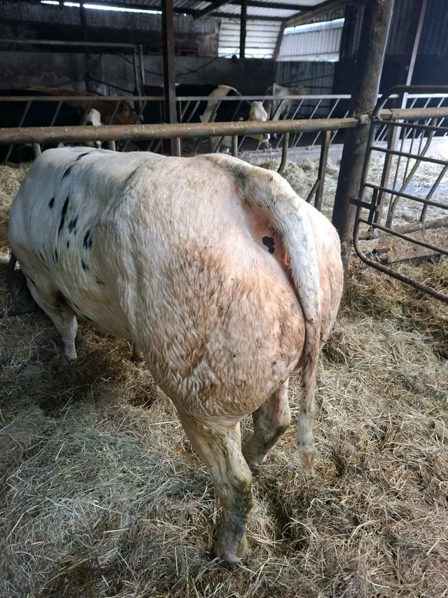 SHOW SUCKLER HEIFERS - Image 2
