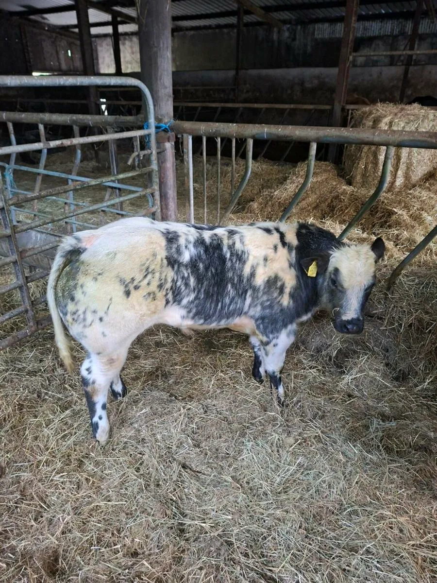 SHOW SUCKLER HEIFERS - Image 3