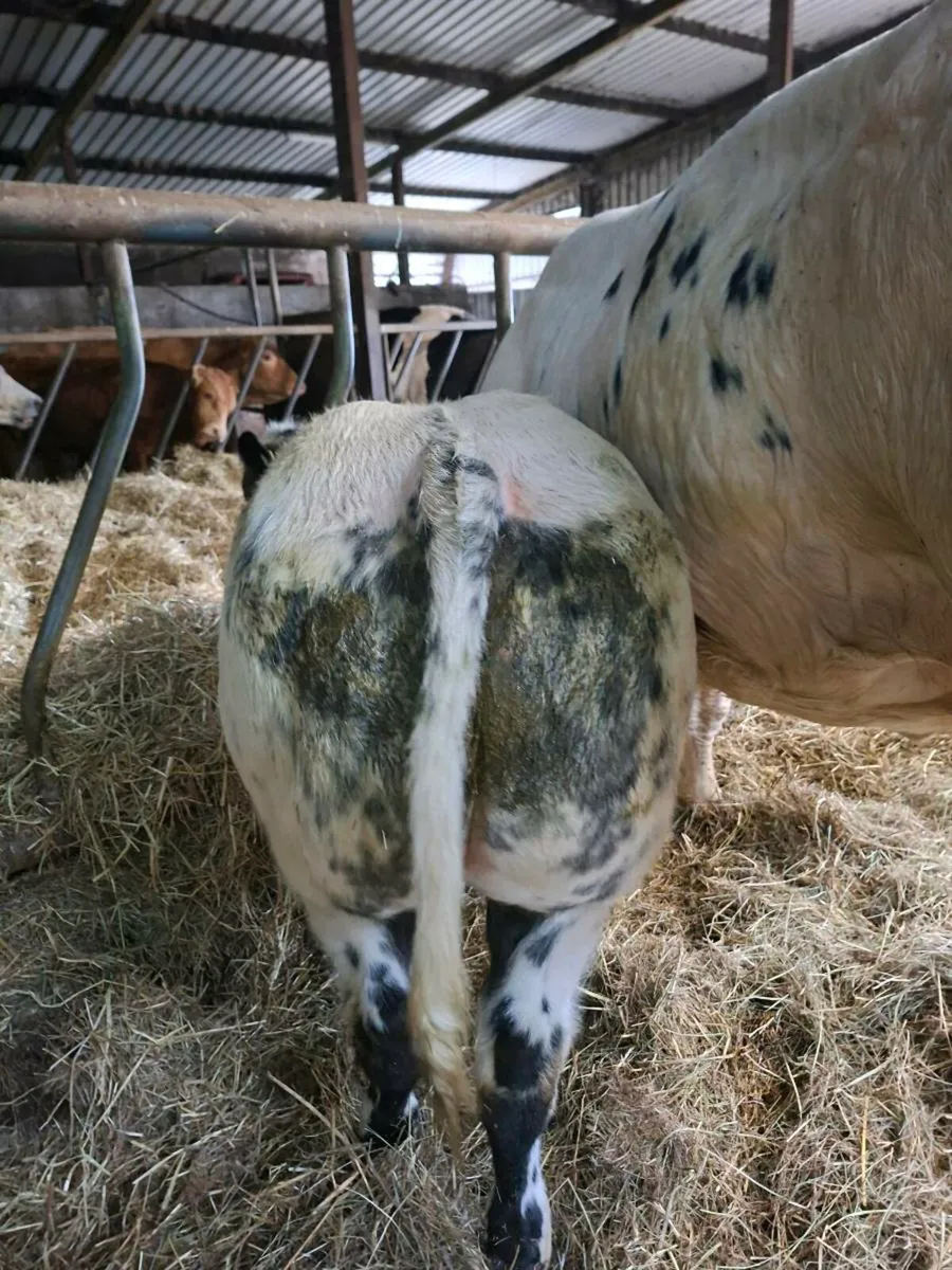 SHOW SUCKLER HEIFERS - Image 4