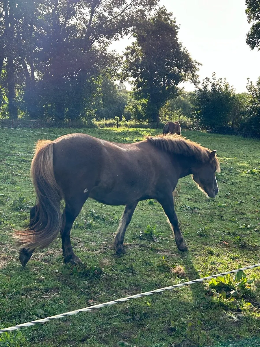 11.2h First Pony! - Image 2