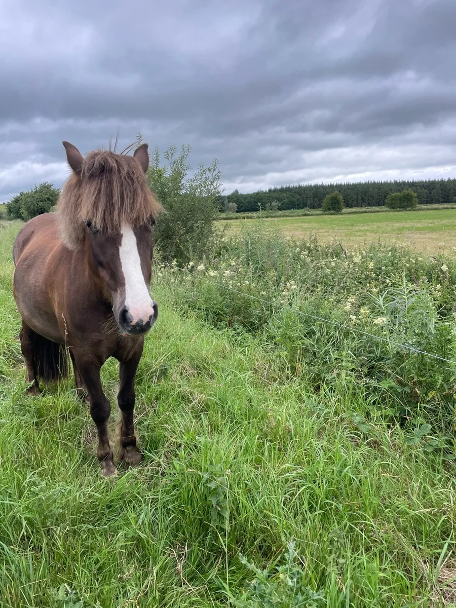 11.2h First Pony! - Image 1