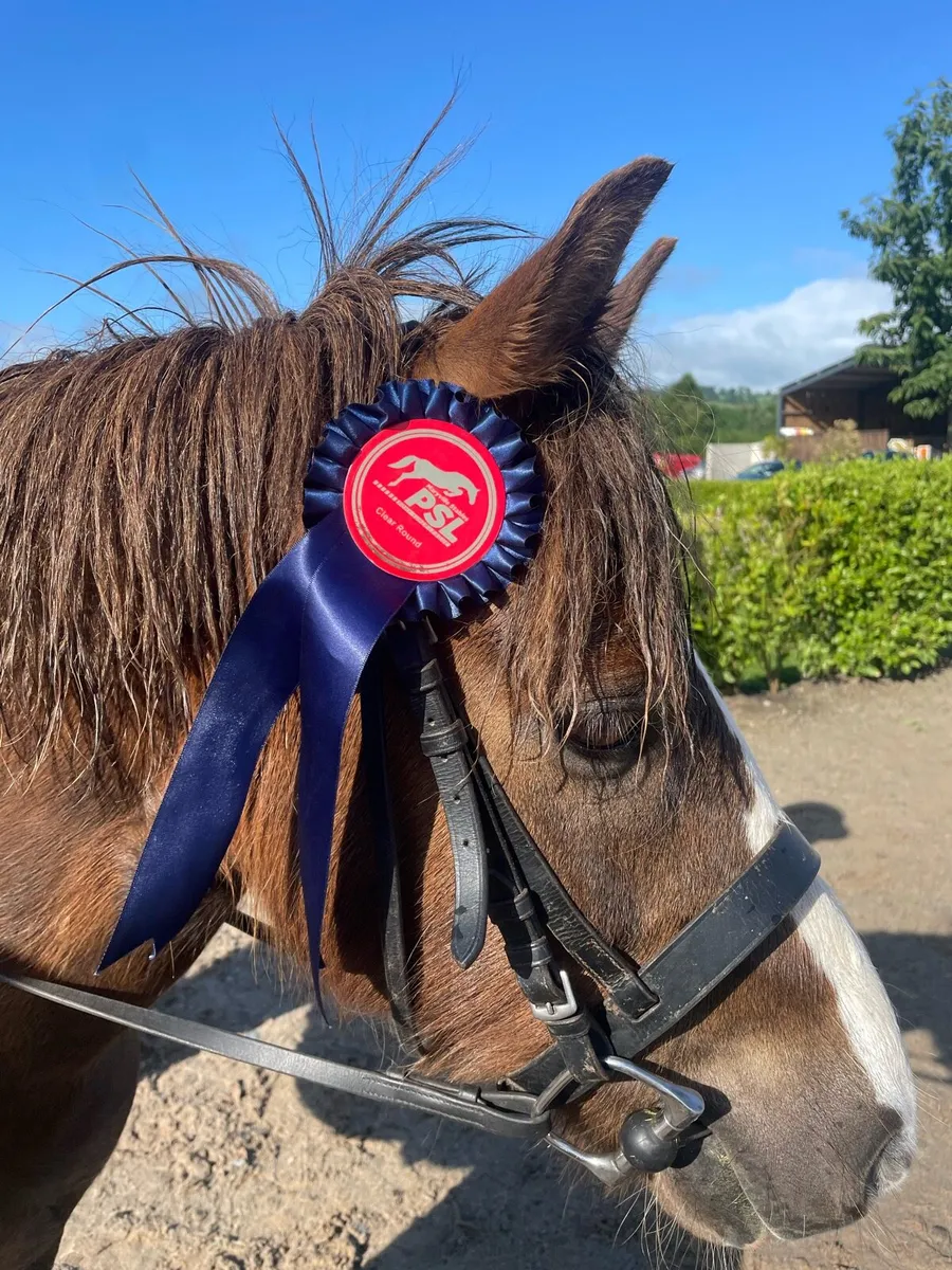 11.2h First Pony! - Image 4