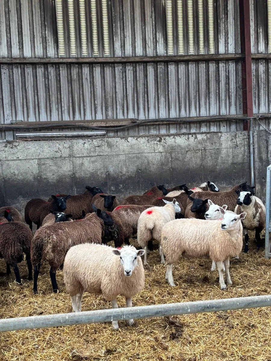 Ewe lambs - Image 1
