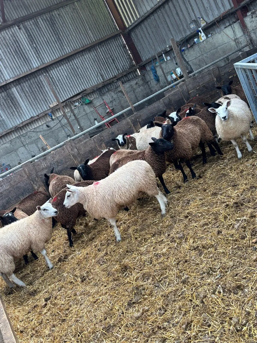 Ewe lambs - Image 2