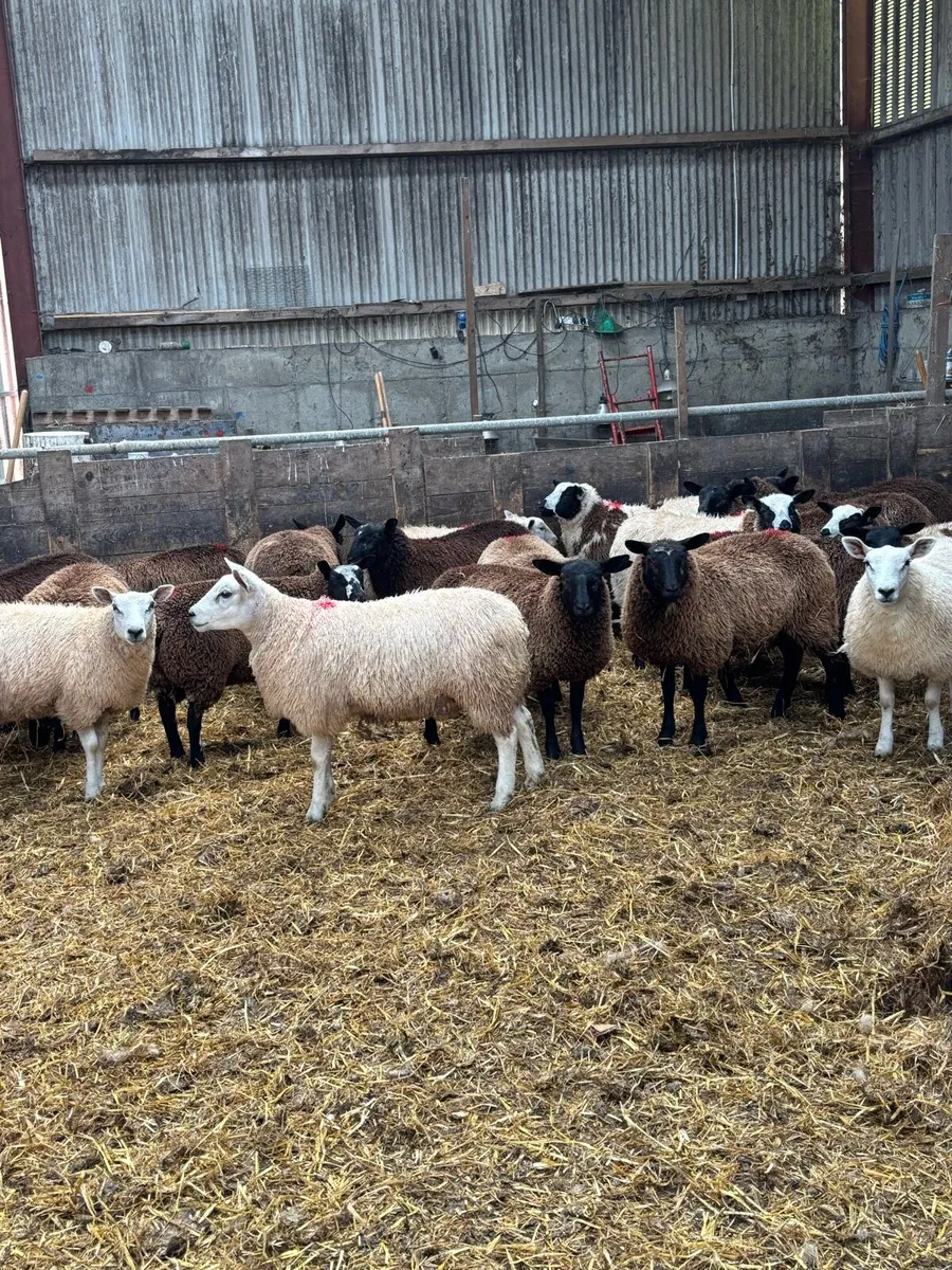 Ewe lambs - Image 3