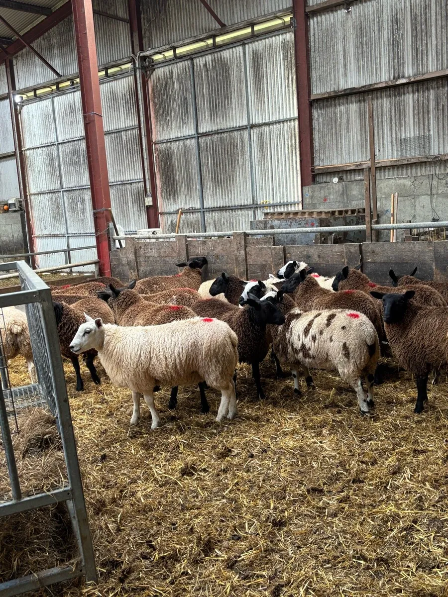 Ewe lambs - Image 4