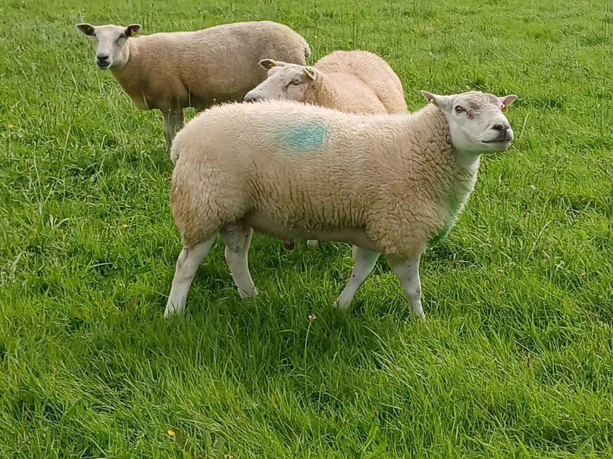 Pedigree Belclare Stock Ram - Image 1