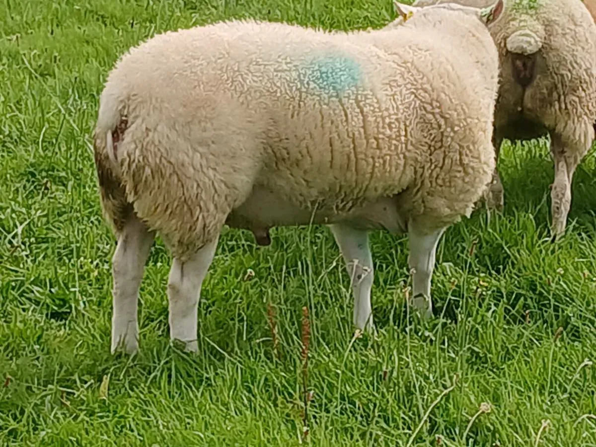 Pedigree Belclare Stock Ram - Image 2