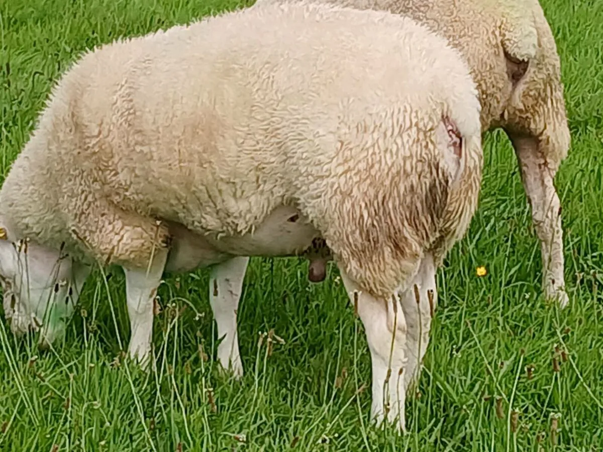 Pedigree Belclare Stock Ram - Image 3