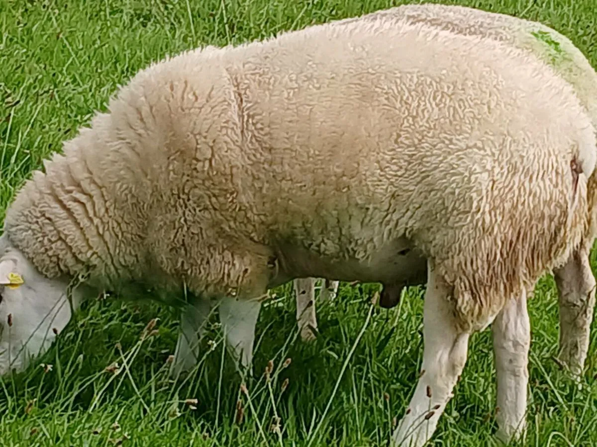 Pedigree Belclare Stock Ram - Image 4