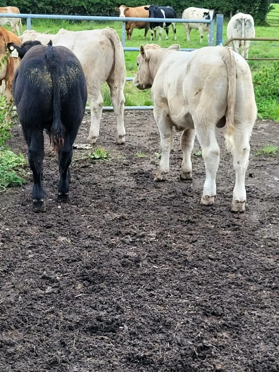Weanling bulls - Image 3