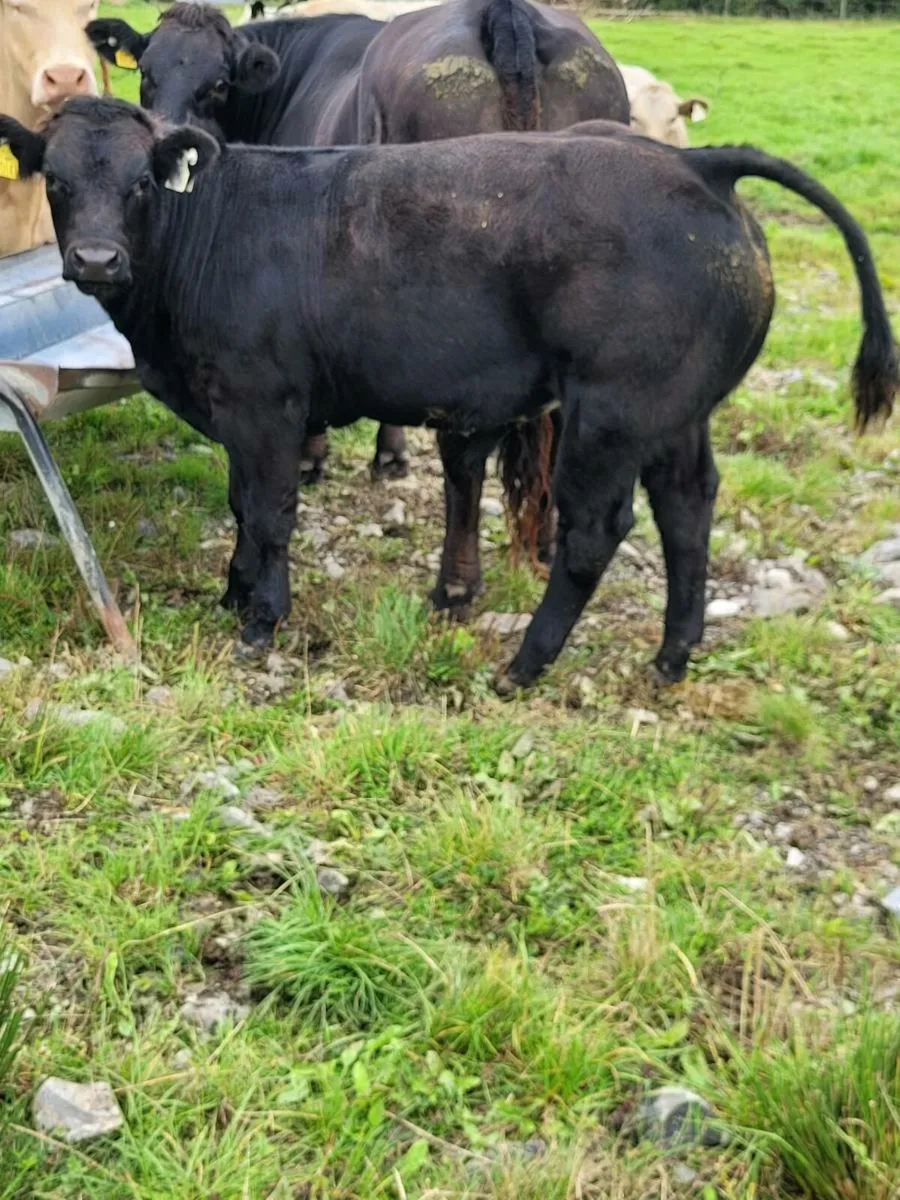 Weanling bulls - Image 4