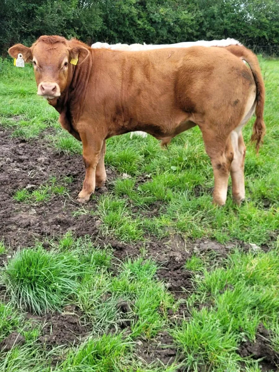 Weanling bulls - Image 1