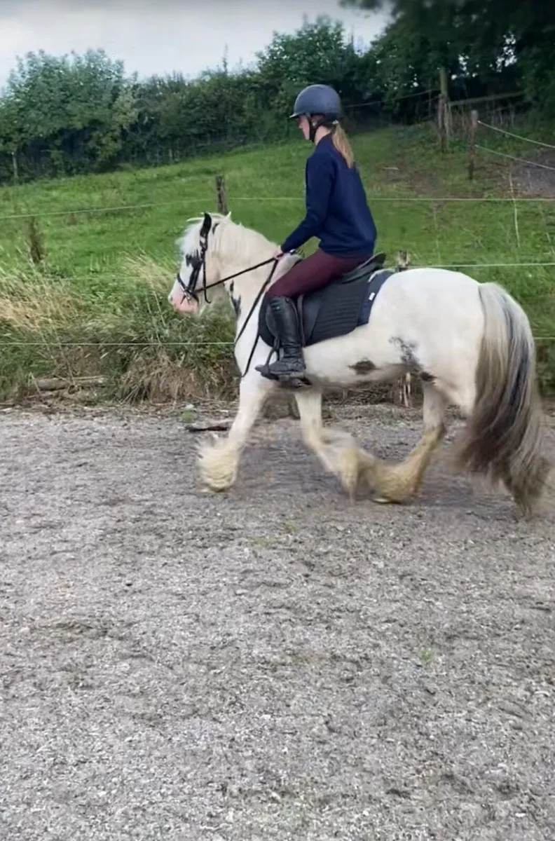 Pony - Image 1