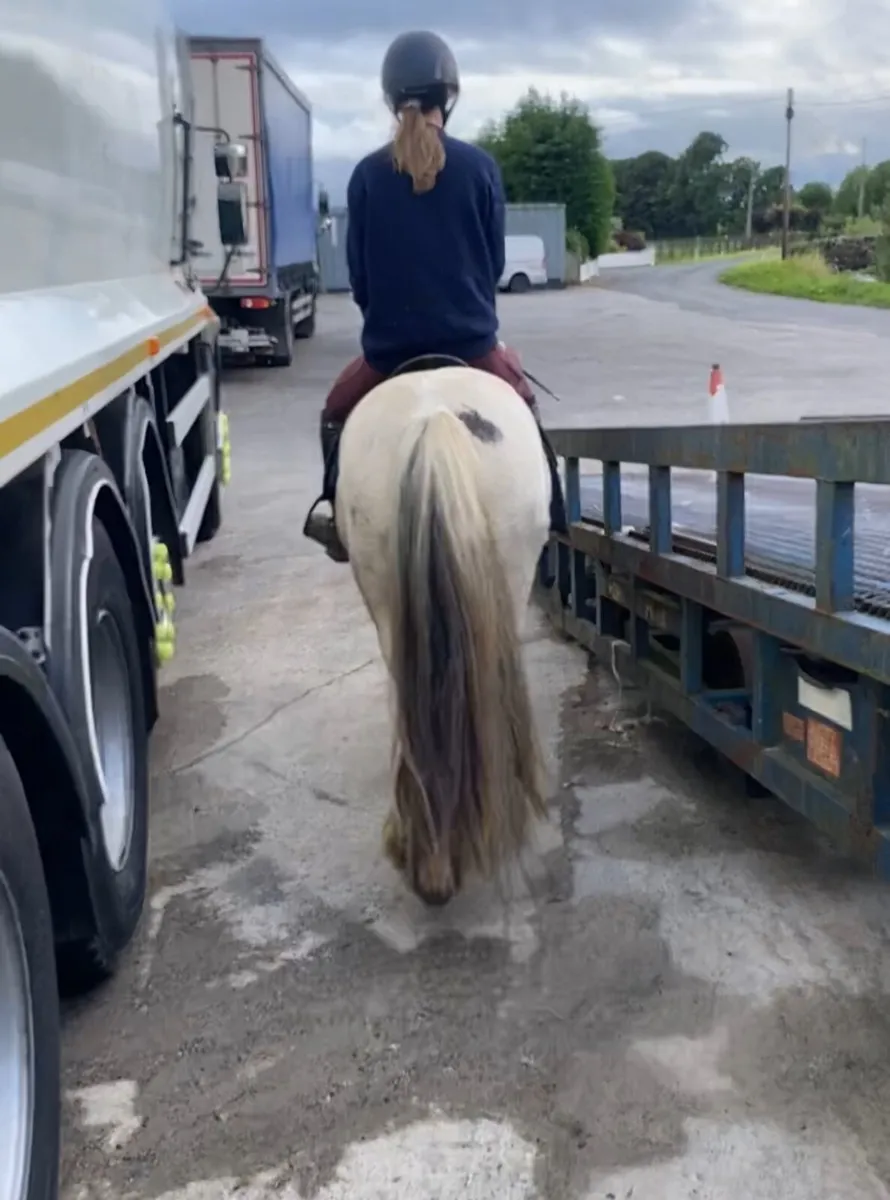 Pony - Image 2