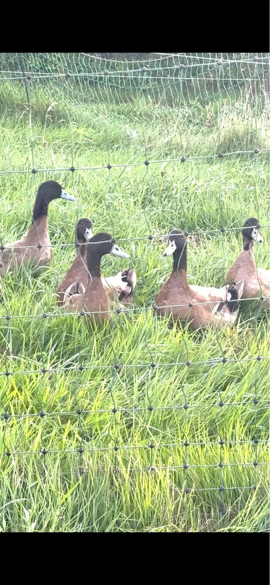 Khaki Campbell Drakes - Image 1