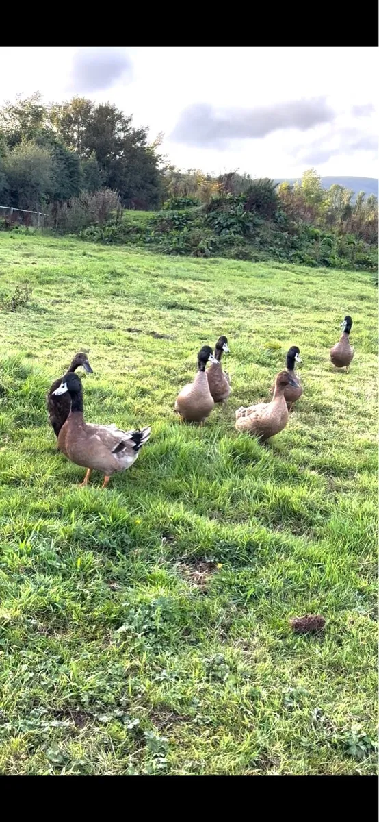 Khaki Campbell Drakes - Image 2