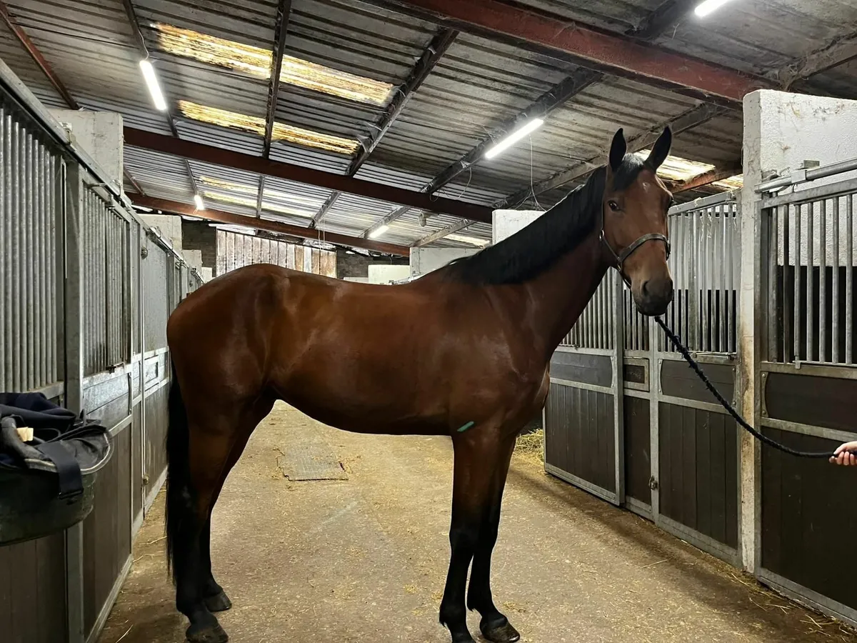 Horse - Image 4