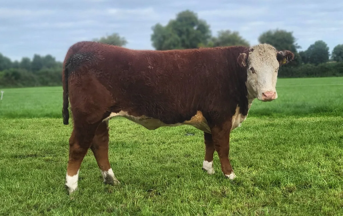 PBR Hereford Heifers - Image 3
