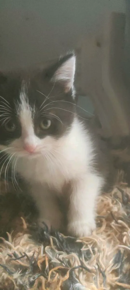 Kittens - Image 3