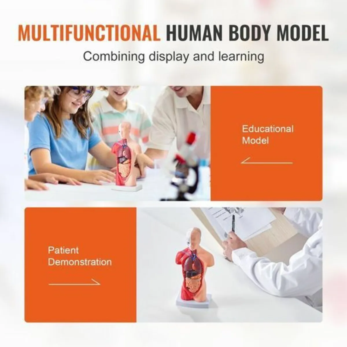 Human Body Model15 Parts 11 inch, Human Torso Anat - Image 2
