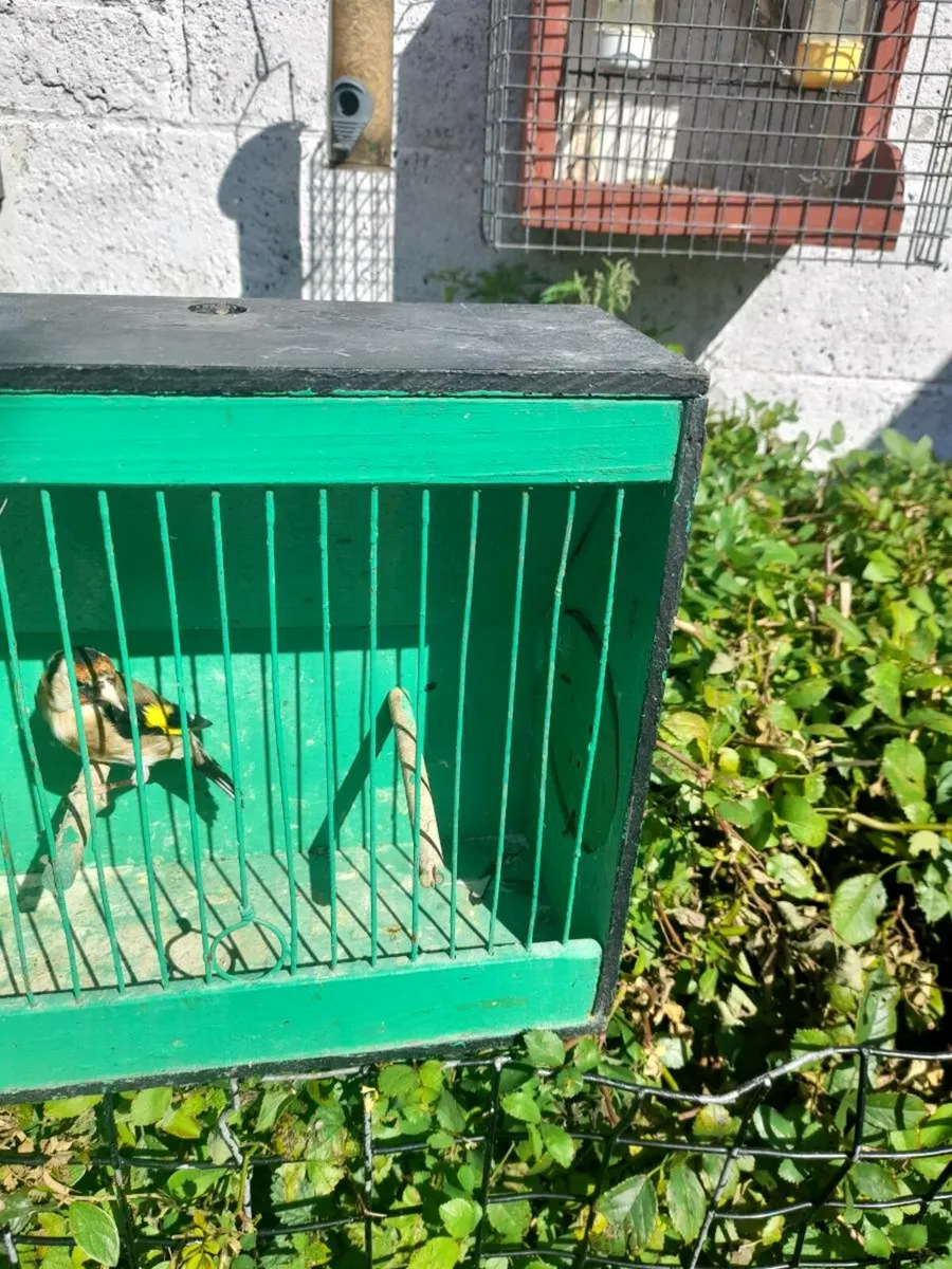 Birds - Image 1