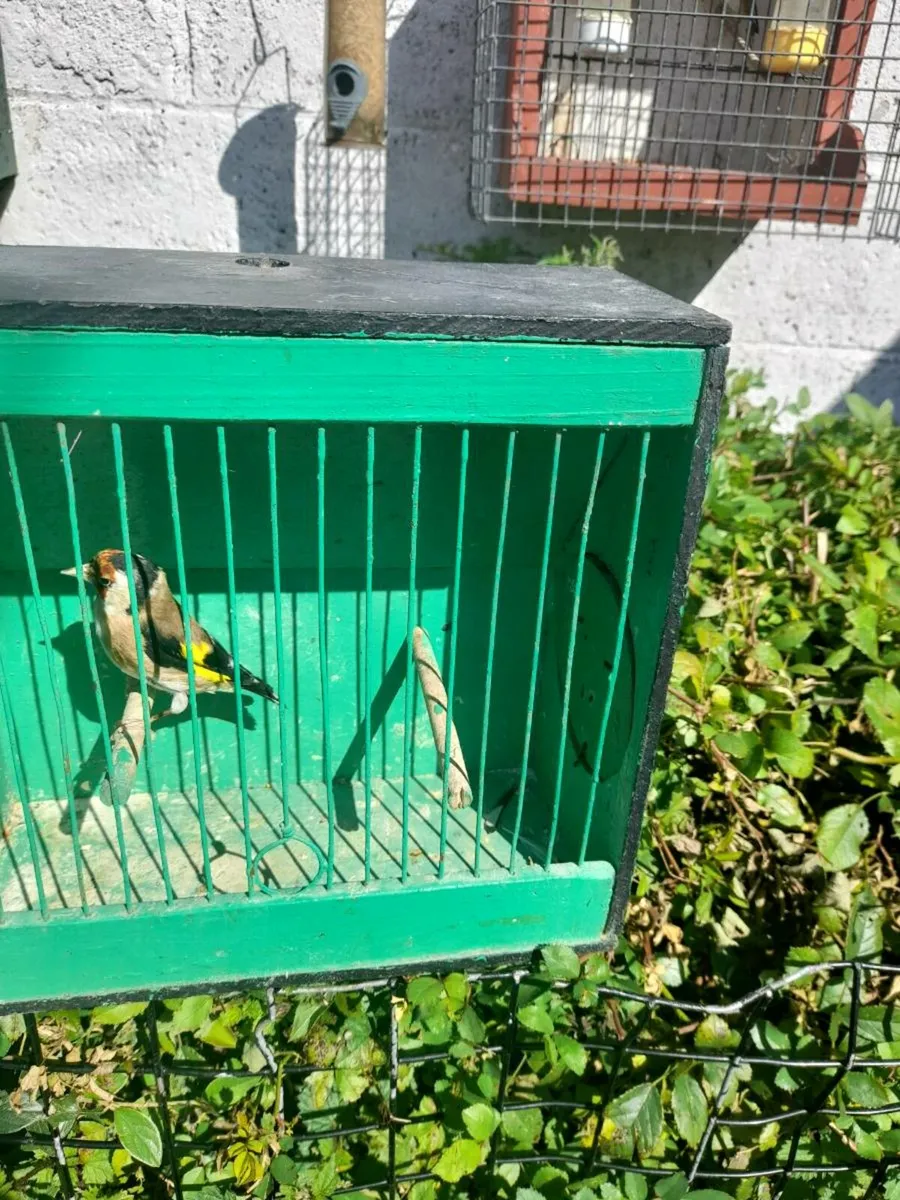 Birds - Image 2