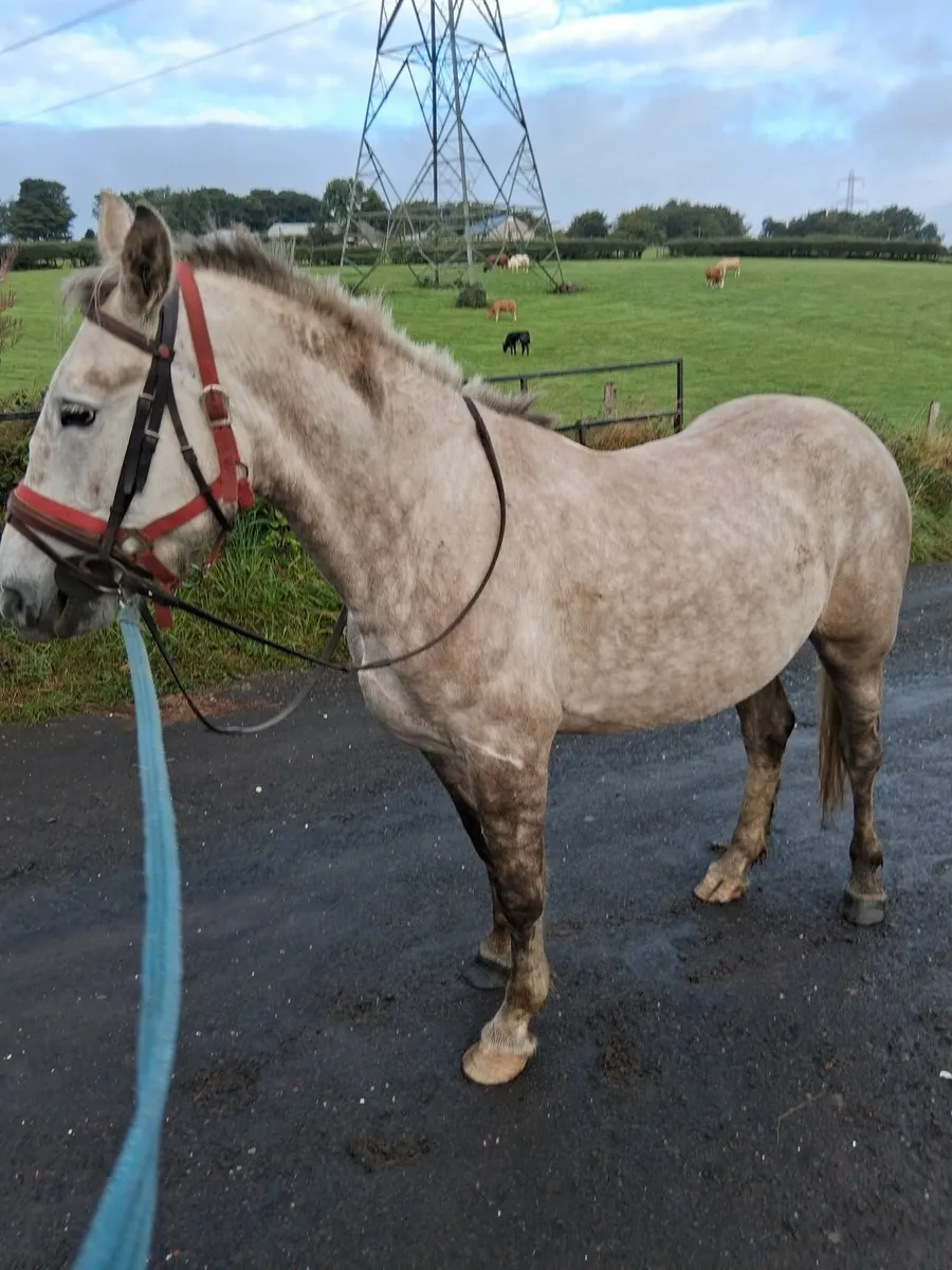 Horse - Image 1