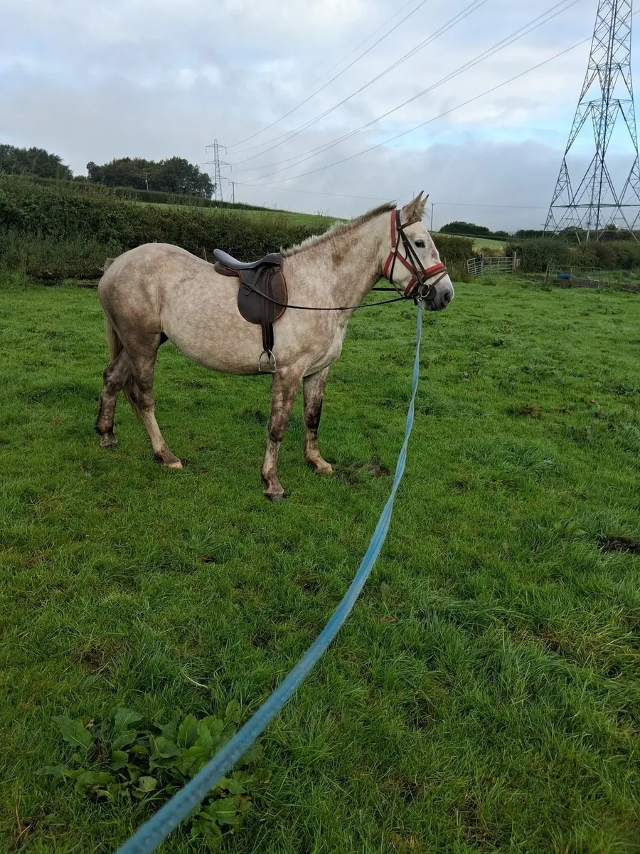 Horse - Image 2