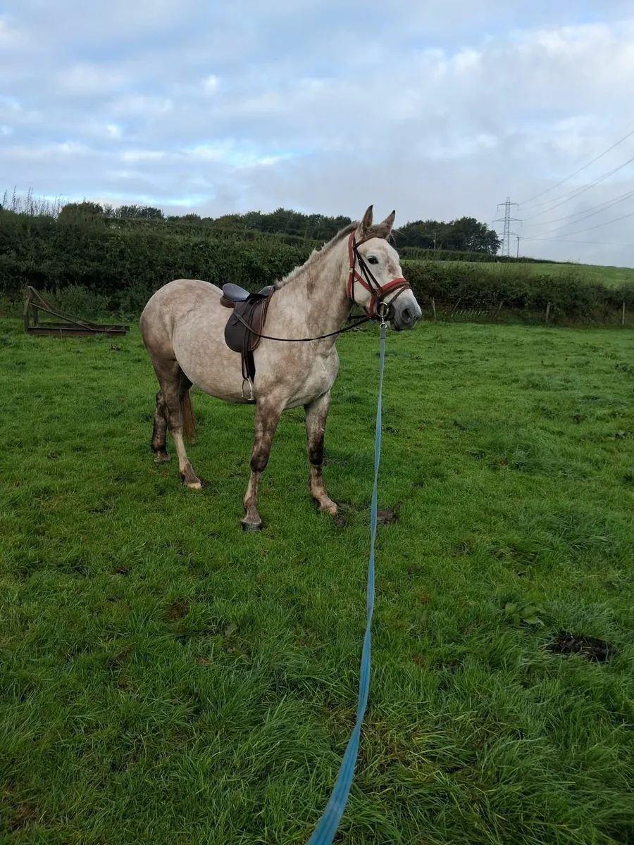 Horse - Image 3