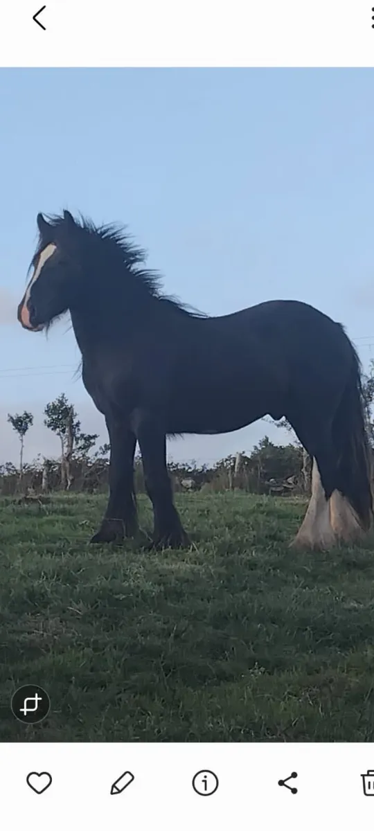 2 1/2 year old cob full horse - Image 1