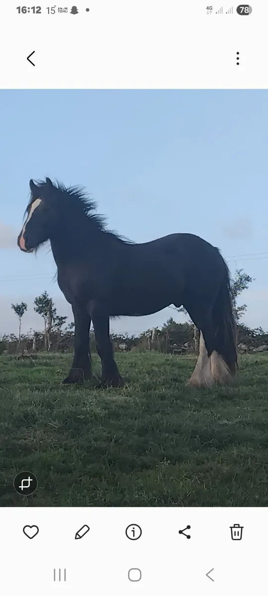 2 1/2 year old cob full horse - Image 2