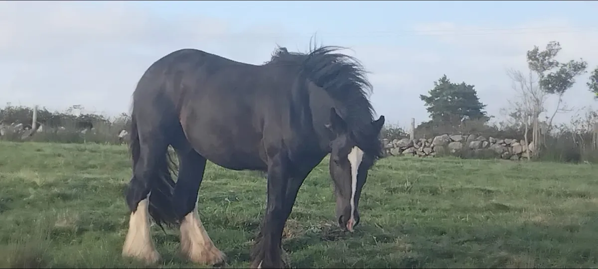 2 1/2 year old cob full horse - Image 3
