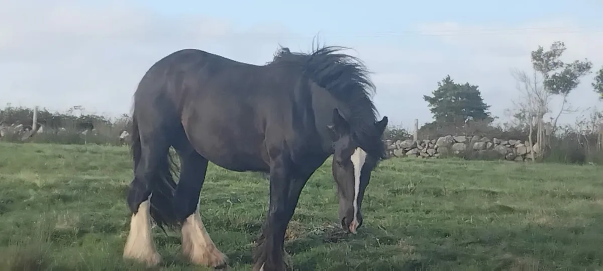 2 1/2 year old cob full horse - Image 4