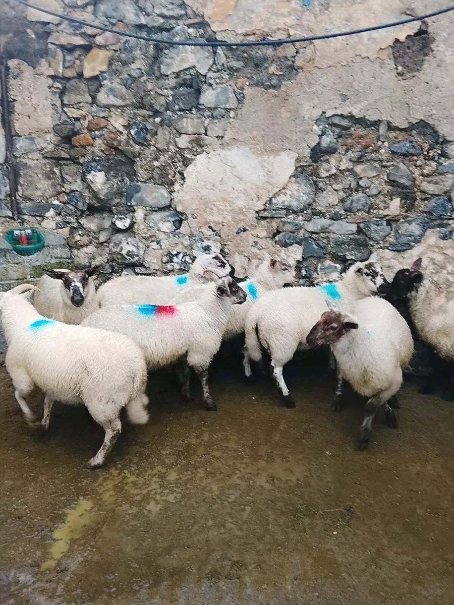 Ram lambs - Image 1