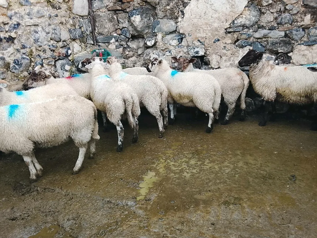 Ram lambs - Image 2