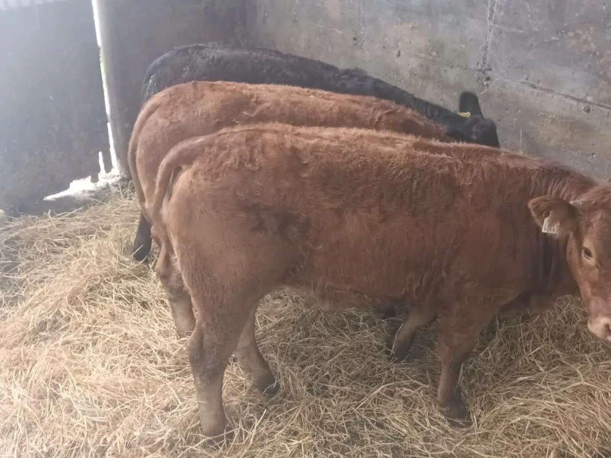 4   U grade Heifer's for sale - Image 1