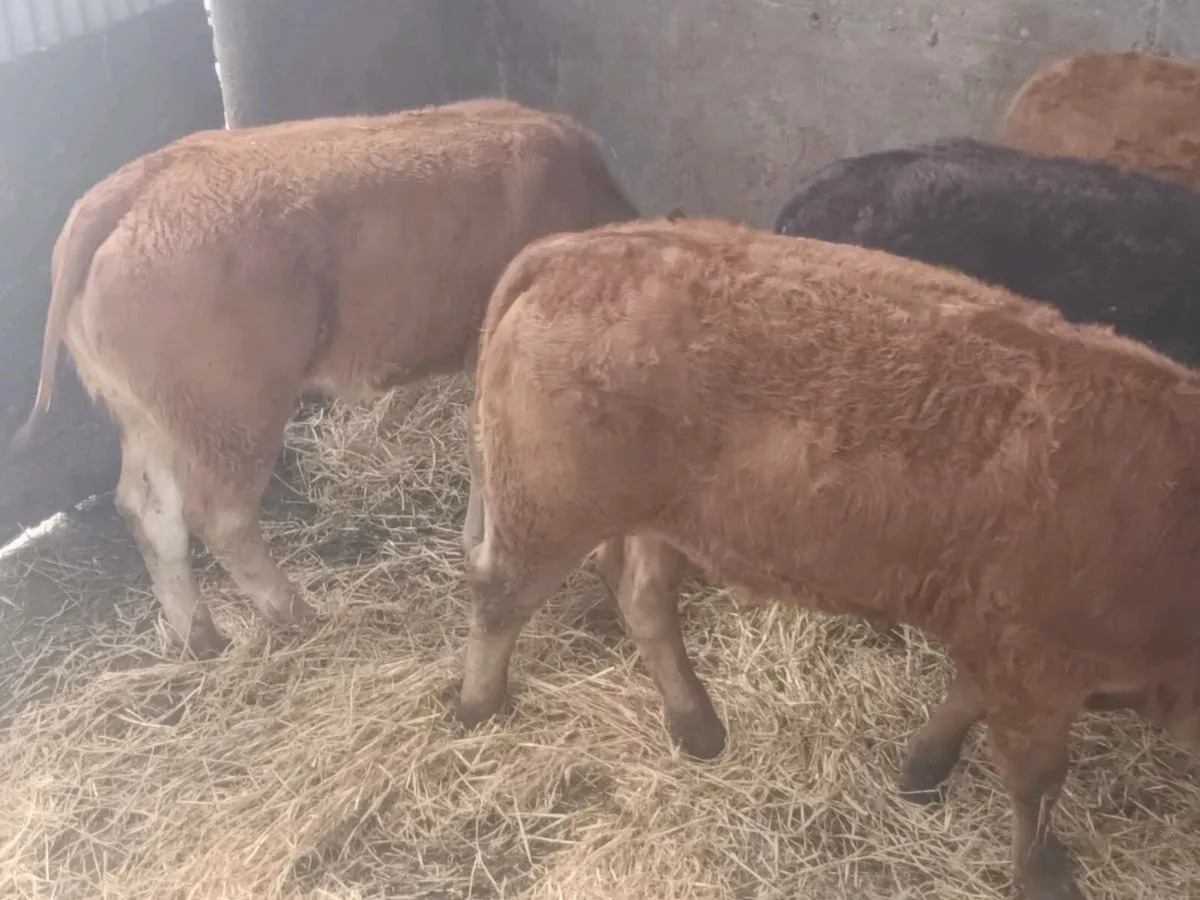 4   U grade Heifer's for sale - Image 2