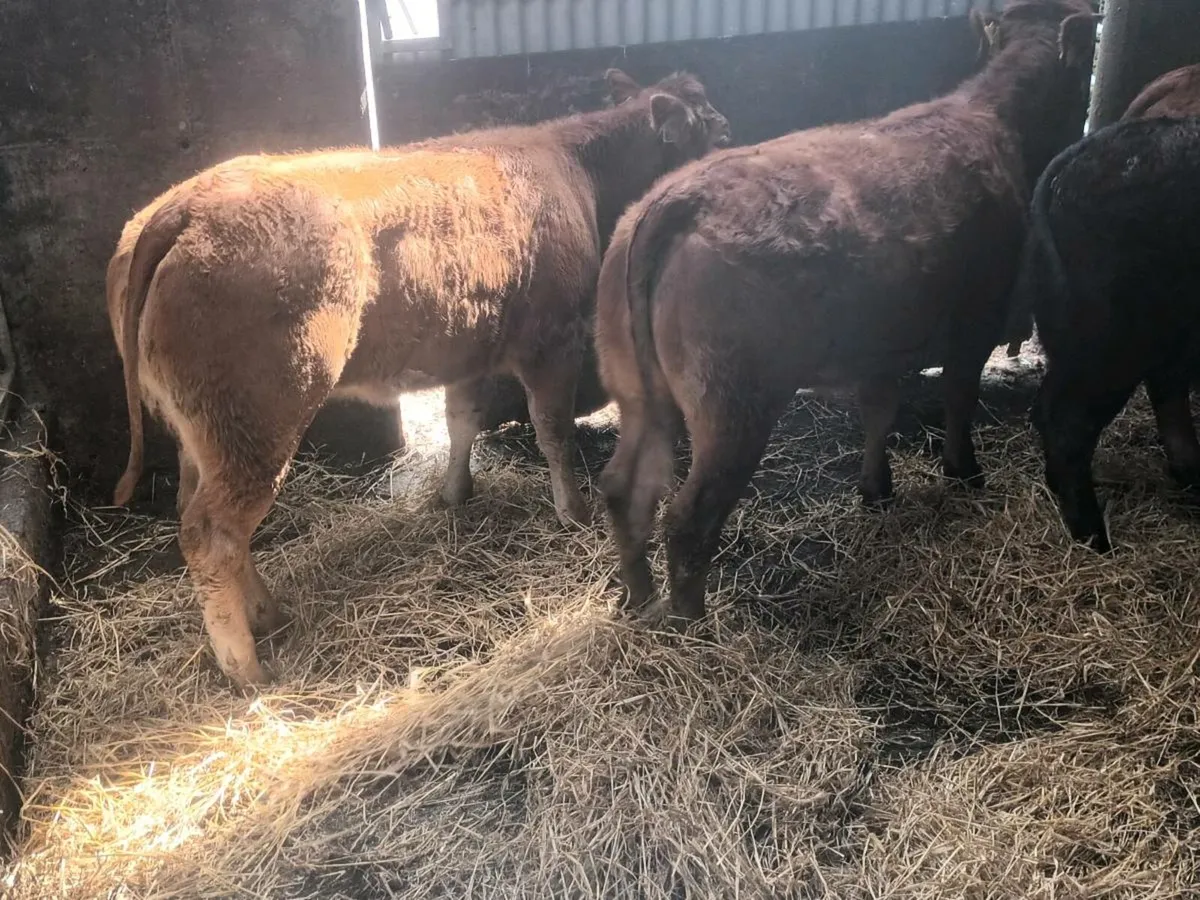 4   U grade Heifer's for sale - Image 3