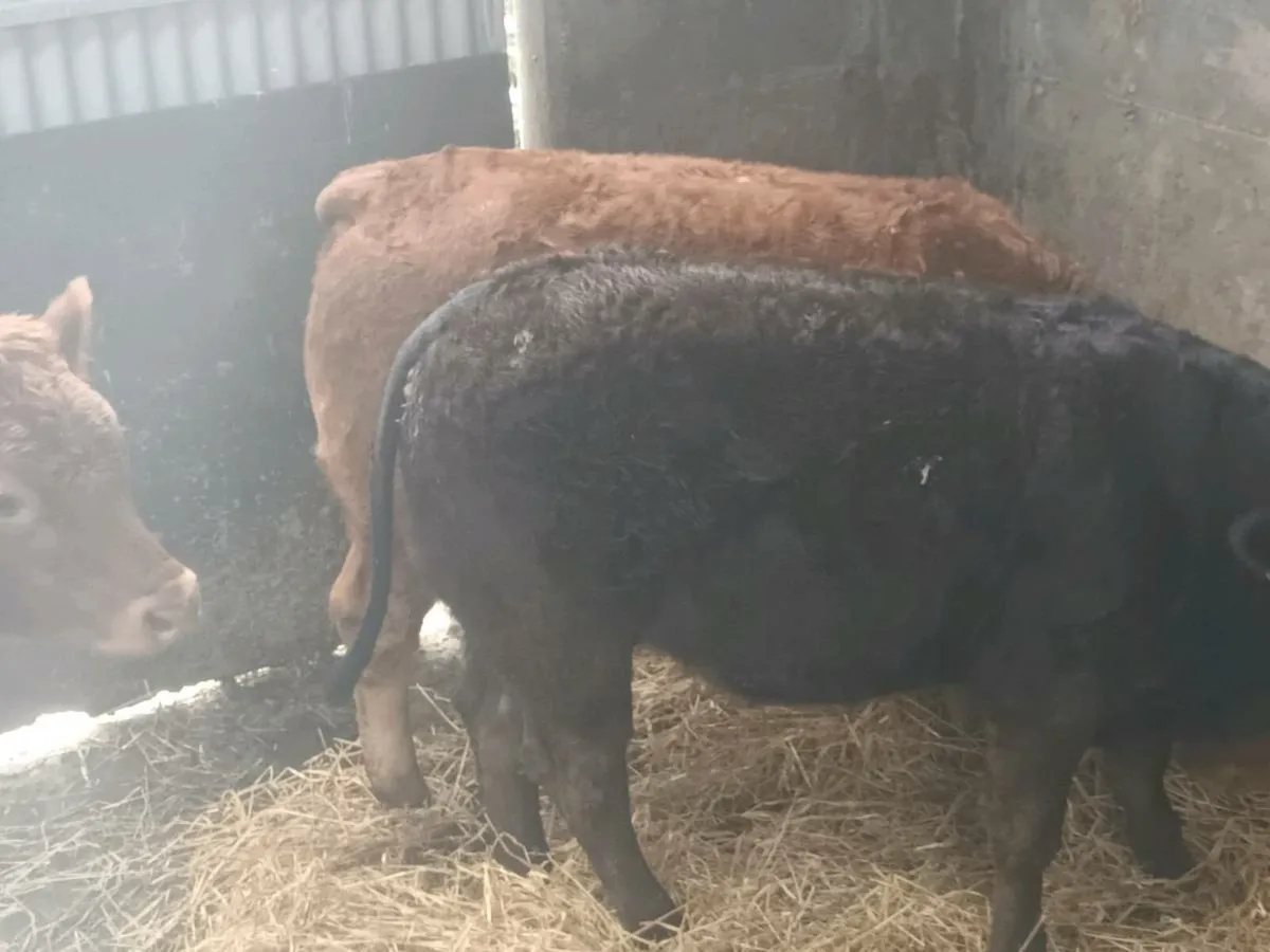 4   U grade Heifer's for sale - Image 4