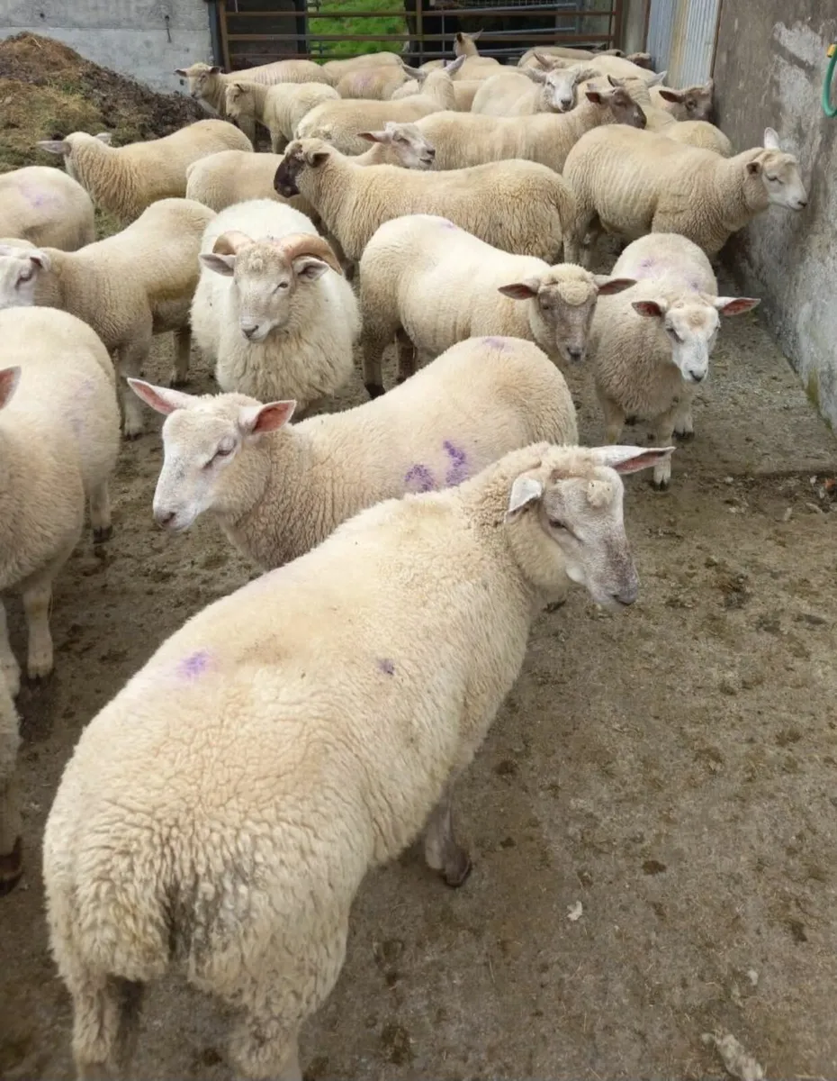 Ram - Image 4