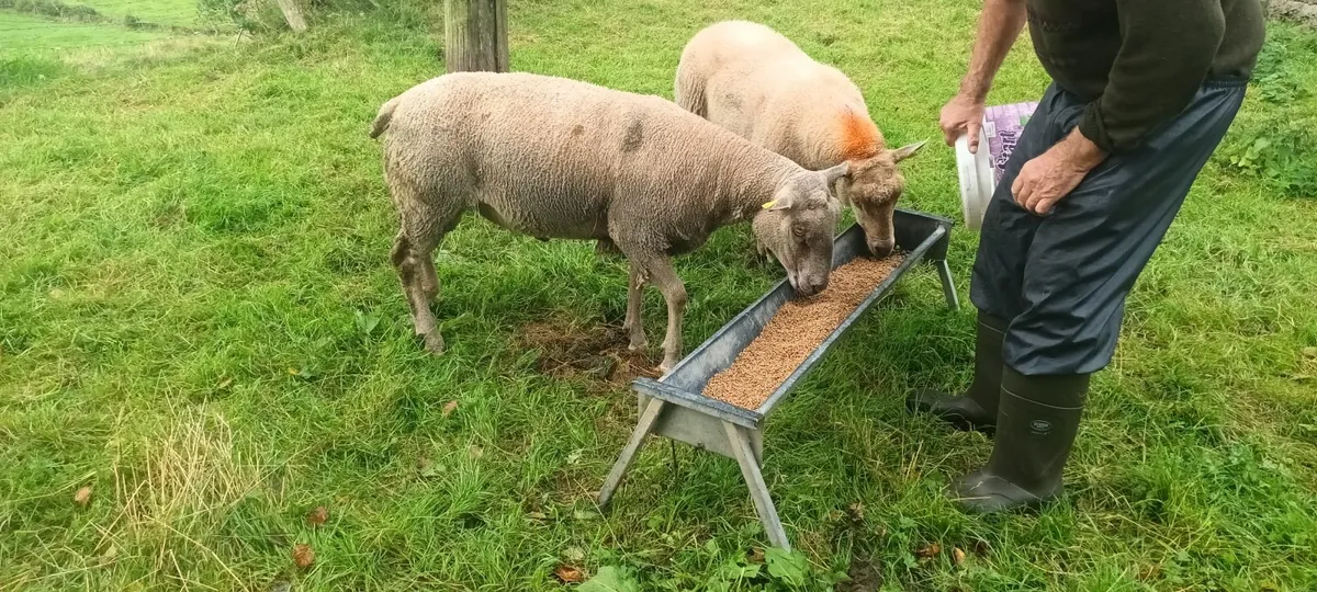 Ram - Image 1