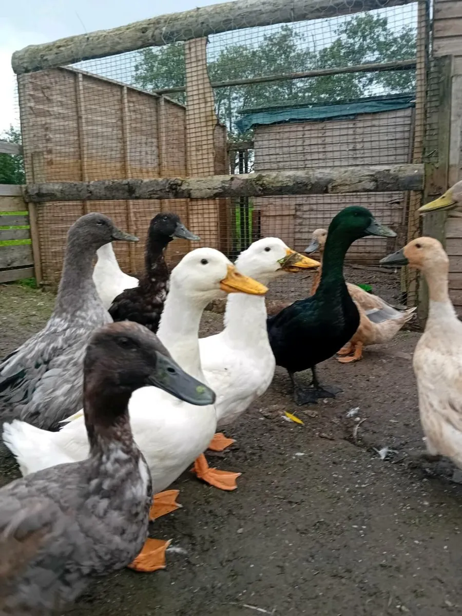 4 Aylesbury ducks - Image 1