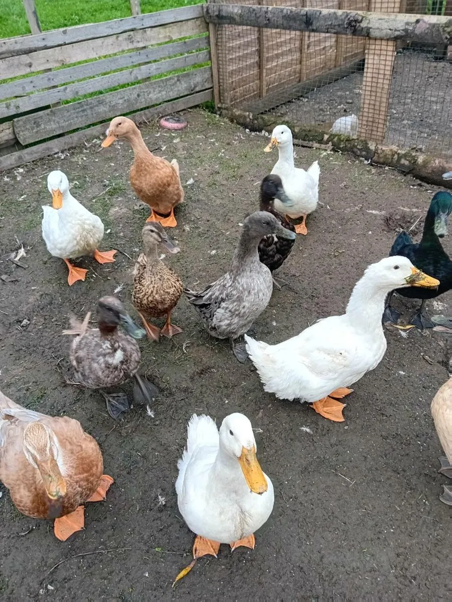 4 Aylesbury ducks - Image 2
