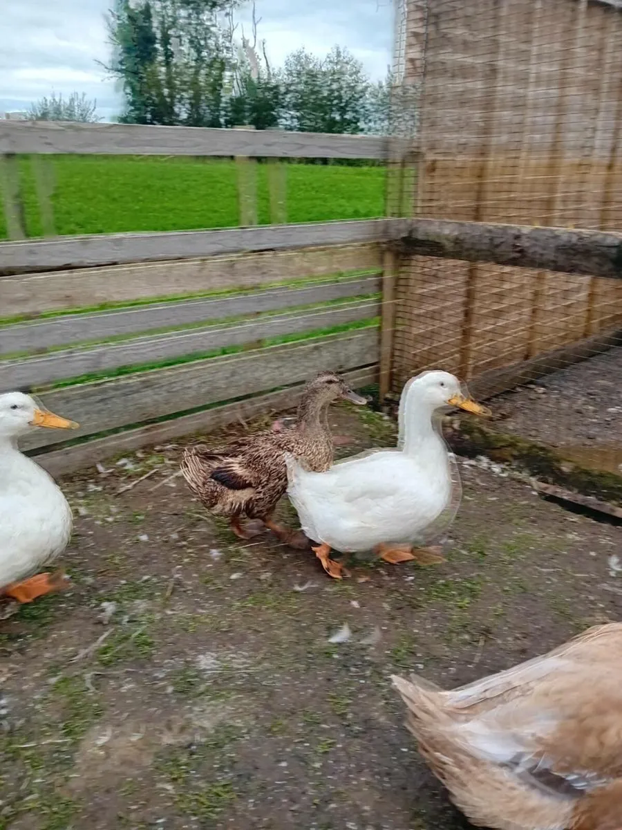 4 Aylesbury ducks - Image 4