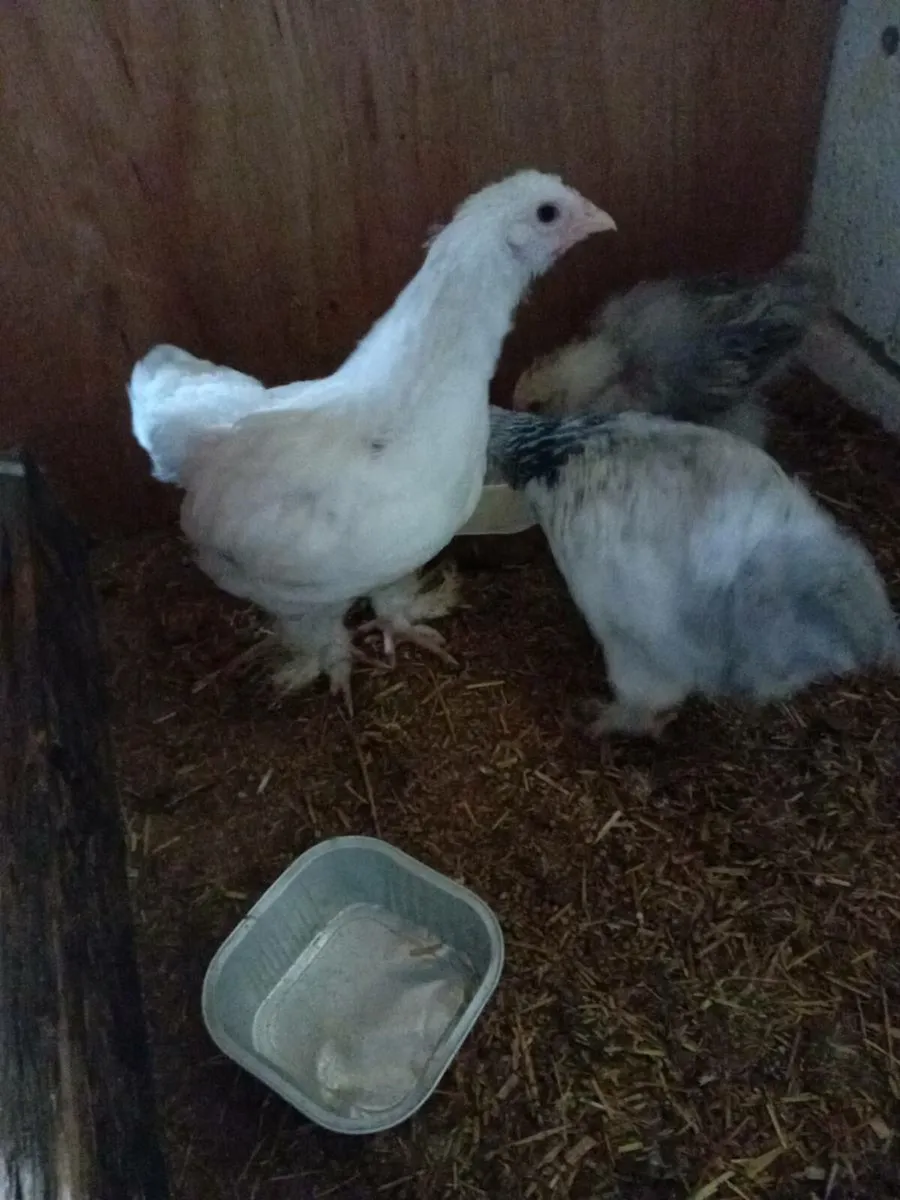 3 chicks(roosters) - Image 3