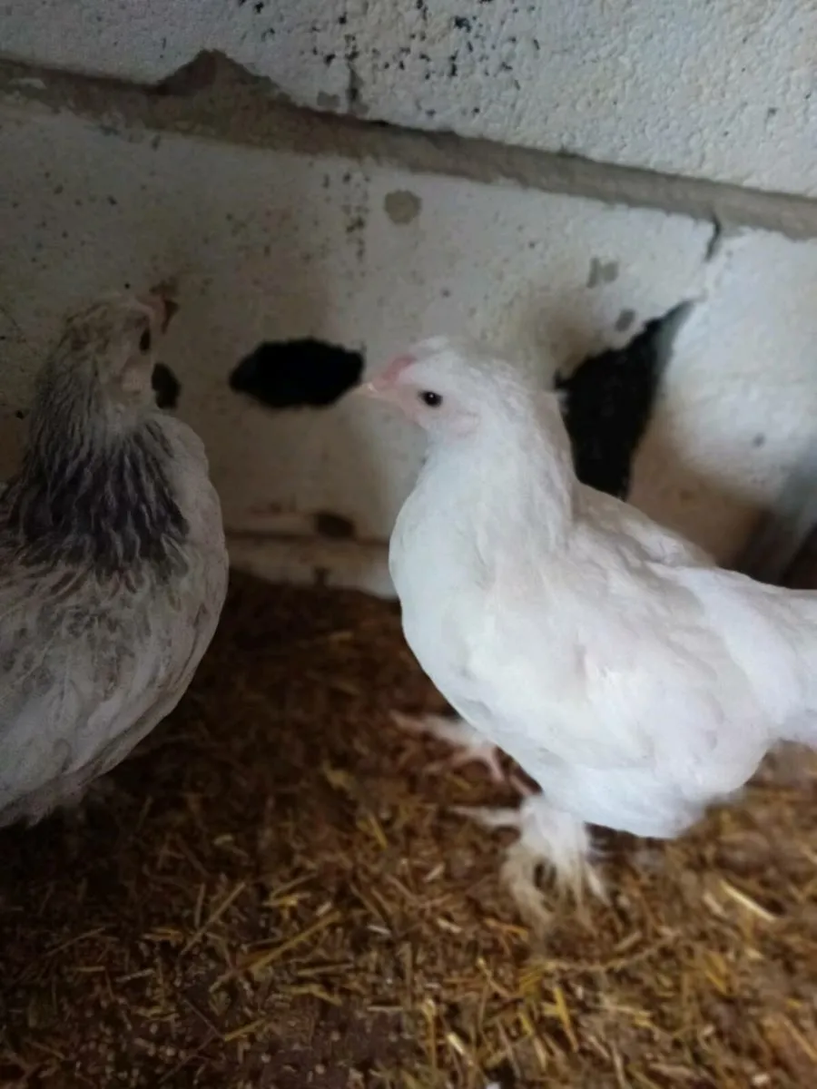 3 chicks(roosters) - Image 1