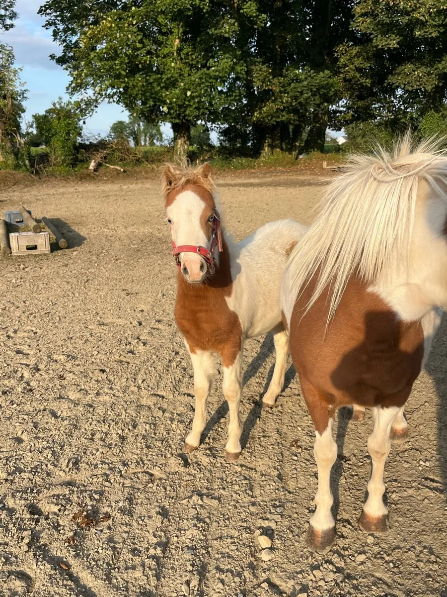 American Miniature foal - Image 1