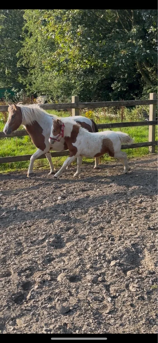 American Miniature foal - Image 2